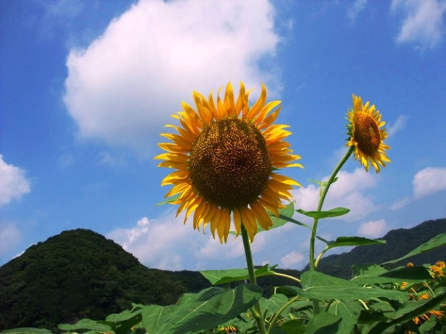 ひまわり（南伊豆町）